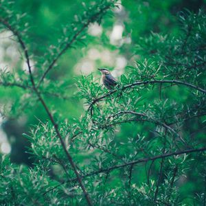 Preview wallpaper bird, branch, leaves, blur, bokeh