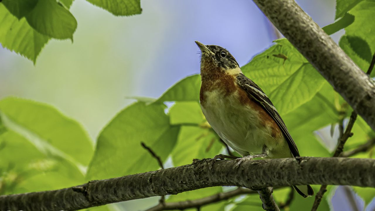 Wallpaper bird, branch, leaves, robin, forest, tree, nature
