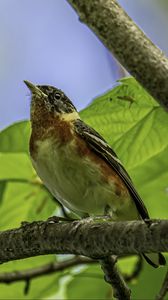 Preview wallpaper bird, branch, leaves, robin, forest, tree, nature