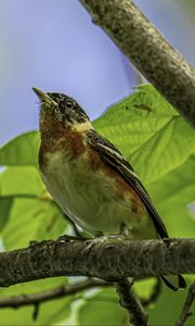 Preview wallpaper bird, branch, leaves, robin, forest, tree, nature