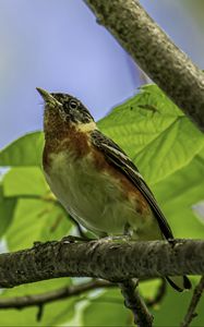 Preview wallpaper bird, branch, leaves, robin, forest, tree, nature