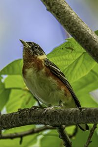 Preview wallpaper bird, branch, leaves, robin, forest, tree, nature