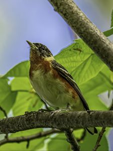 Preview wallpaper bird, branch, leaves, robin, forest, tree, nature