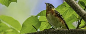Preview wallpaper bird, branch, leaves, robin, forest, tree, nature