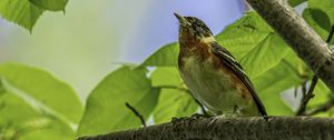 Preview wallpaper bird, branch, leaves, robin, forest, tree, nature