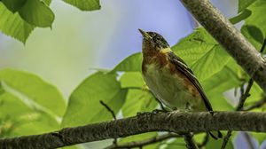 Preview wallpaper bird, branch, leaves, robin, forest, tree, nature