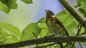 Preview wallpaper bird, branch, leaves, robin, forest, tree, nature