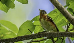 Preview wallpaper bird, branch, leaves, robin, forest, tree, nature