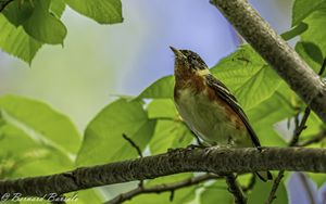 Preview wallpaper bird, branch, leaves, robin, forest, tree, nature