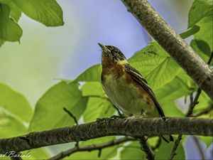 Preview wallpaper bird, branch, leaves, robin, forest, tree, nature