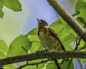 Preview wallpaper bird, branch, leaves, robin, forest, tree, nature