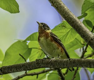 Preview wallpaper bird, branch, leaves, robin, forest, tree, nature