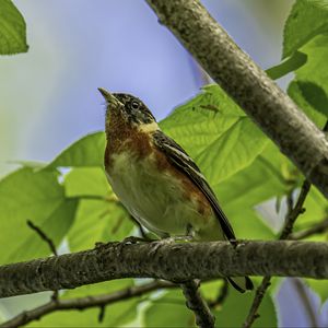 Preview wallpaper bird, branch, leaves, robin, forest, tree, nature