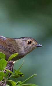 Preview wallpaper bird, branch, leaves, leaf, macro