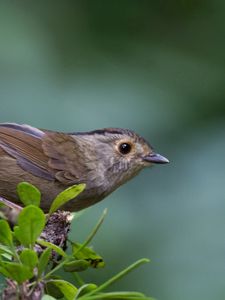 Preview wallpaper bird, branch, leaves, leaf, macro