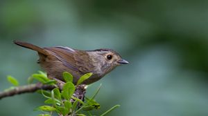 Preview wallpaper bird, branch, leaves, leaf, macro