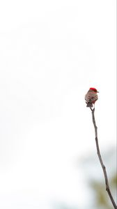 Preview wallpaper bird, branch, minimalism, white