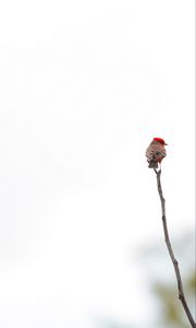 Preview wallpaper bird, branch, minimalism, white