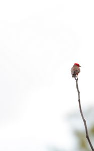 Preview wallpaper bird, branch, minimalism, white