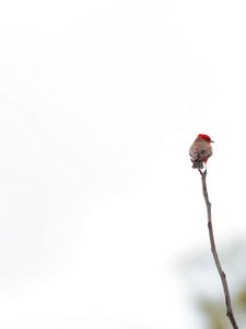 Preview wallpaper bird, branch, minimalism, white