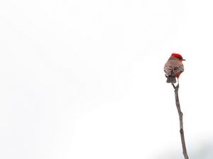 Preview wallpaper bird, branch, minimalism, white