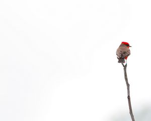 Preview wallpaper bird, branch, minimalism, white