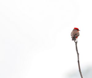 Preview wallpaper bird, branch, minimalism, white