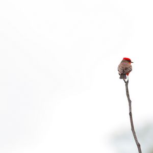 Preview wallpaper bird, branch, minimalism, white