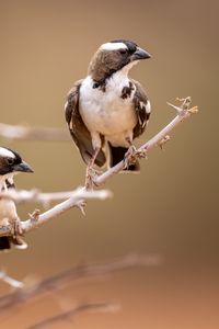 Preview wallpaper bird, branch, nature, blur