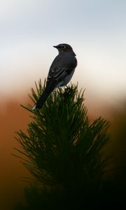 Preview wallpaper bird, branch, needles, blur, sunset