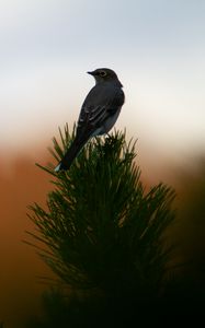 Preview wallpaper bird, branch, needles, blur, sunset