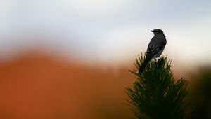 Preview wallpaper bird, branch, needles, blur, sunset