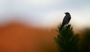 Preview wallpaper bird, branch, needles, blur, sunset