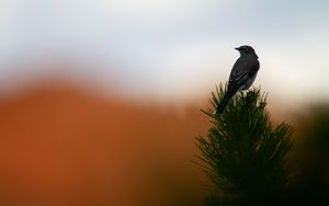 Preview wallpaper bird, branch, needles, blur, sunset