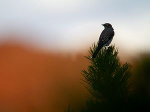 Preview wallpaper bird, branch, needles, blur, sunset