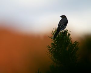 Preview wallpaper bird, branch, needles, blur, sunset