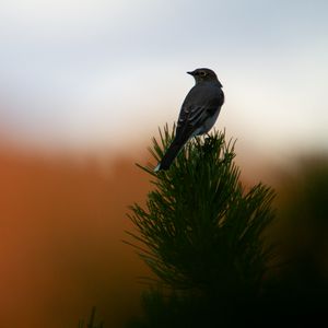 Preview wallpaper bird, branch, needles, blur, sunset