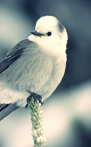 Preview wallpaper bird, branch, sit, black white