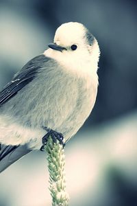 Preview wallpaper bird, branch, sit, black white