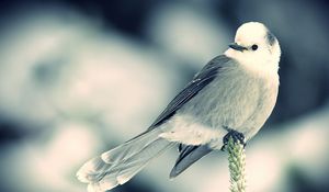 Preview wallpaper bird, branch, sit, black white