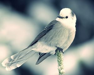 Preview wallpaper bird, branch, sit, black white