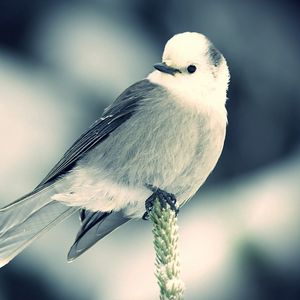 Preview wallpaper bird, branch, sit, black white