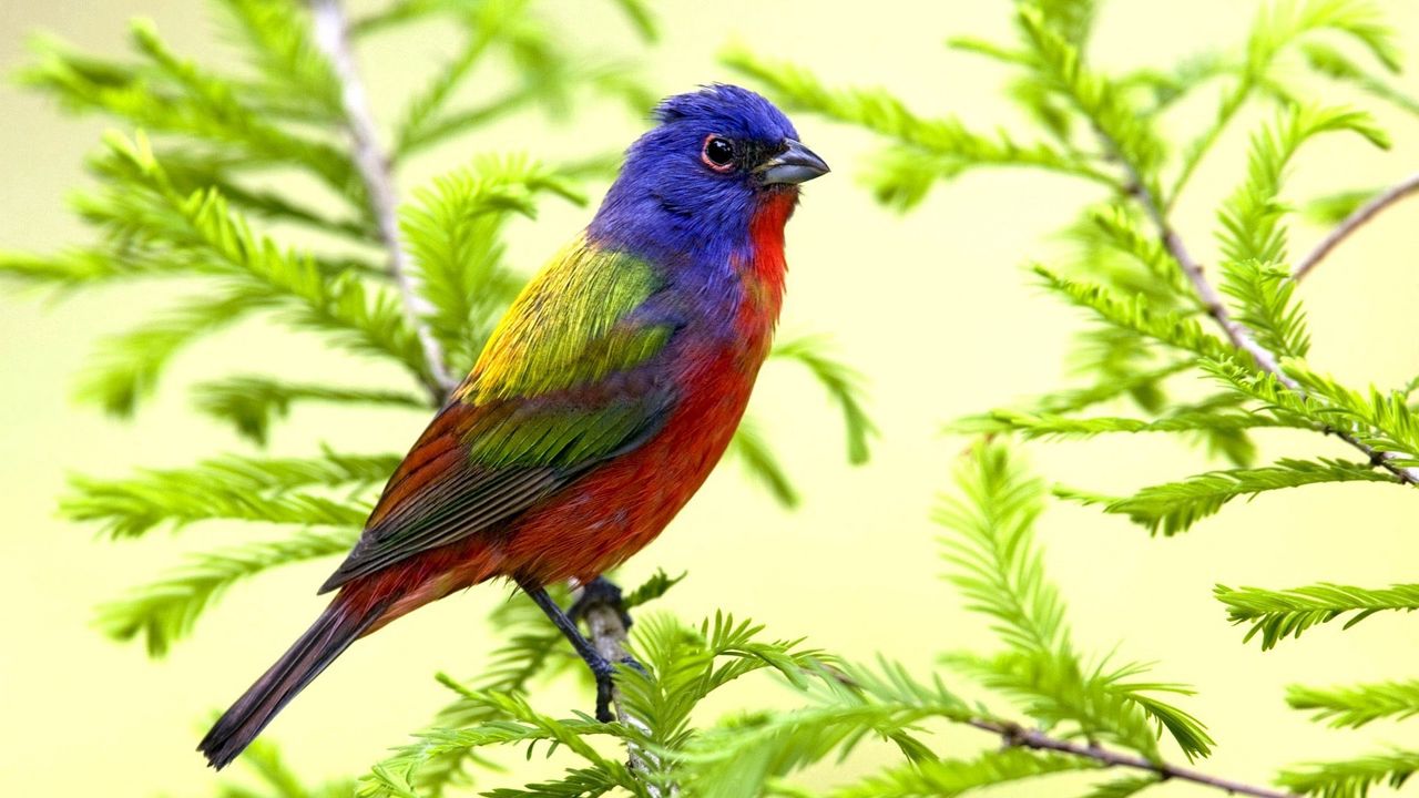 Wallpaper bird, branch, sit, color