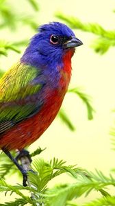 Preview wallpaper bird, branch, sit, color
