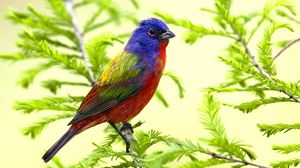 Preview wallpaper bird, branch, sit, color