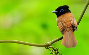 Preview wallpaper bird, branch, sit, background