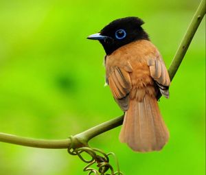 Preview wallpaper bird, branch, sit, background