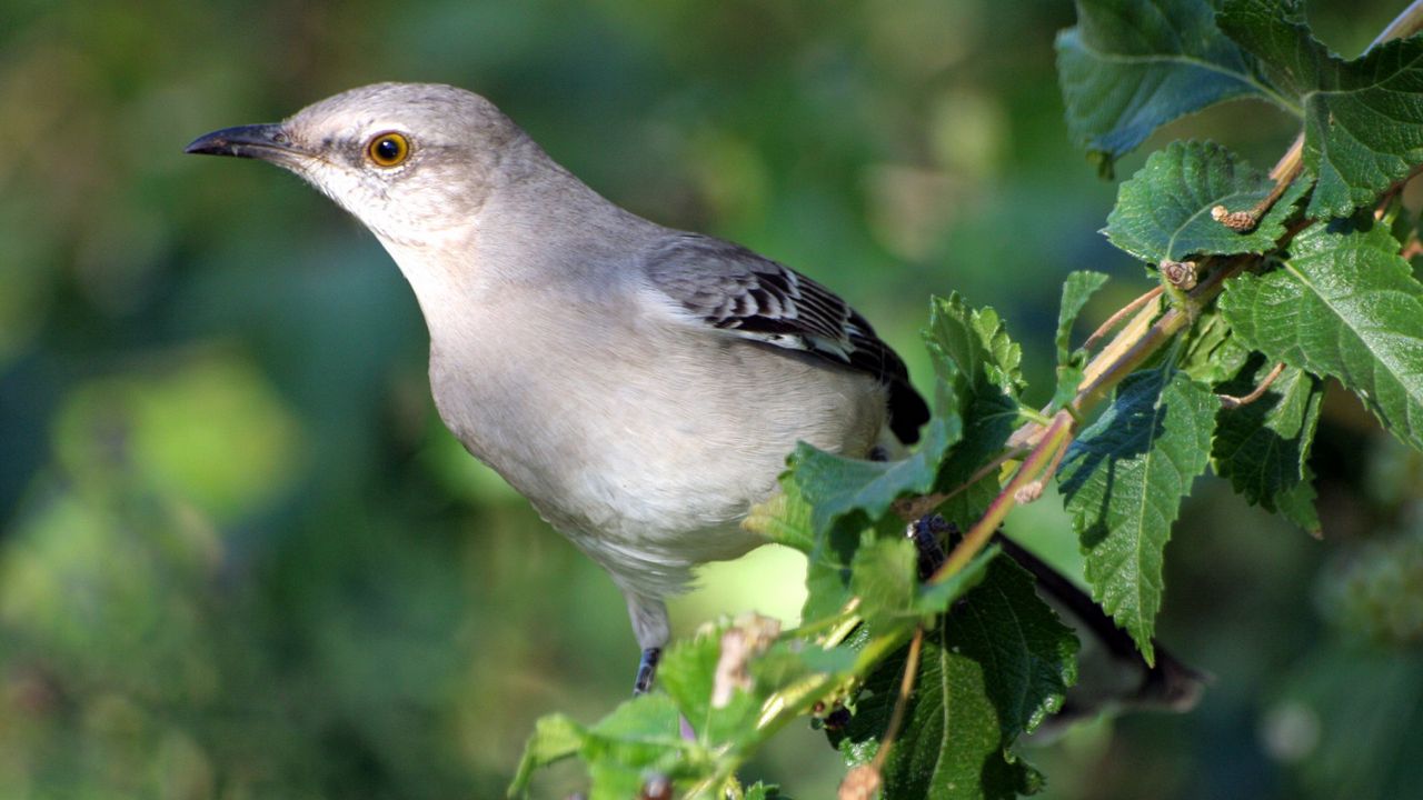 Wallpaper bird, branch, sit, arizona