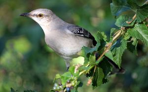 Preview wallpaper bird, branch, sit, arizona