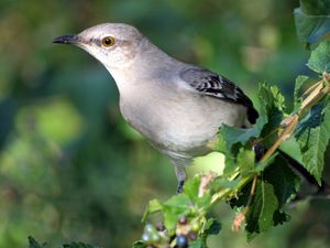 Preview wallpaper bird, branch, sit, arizona